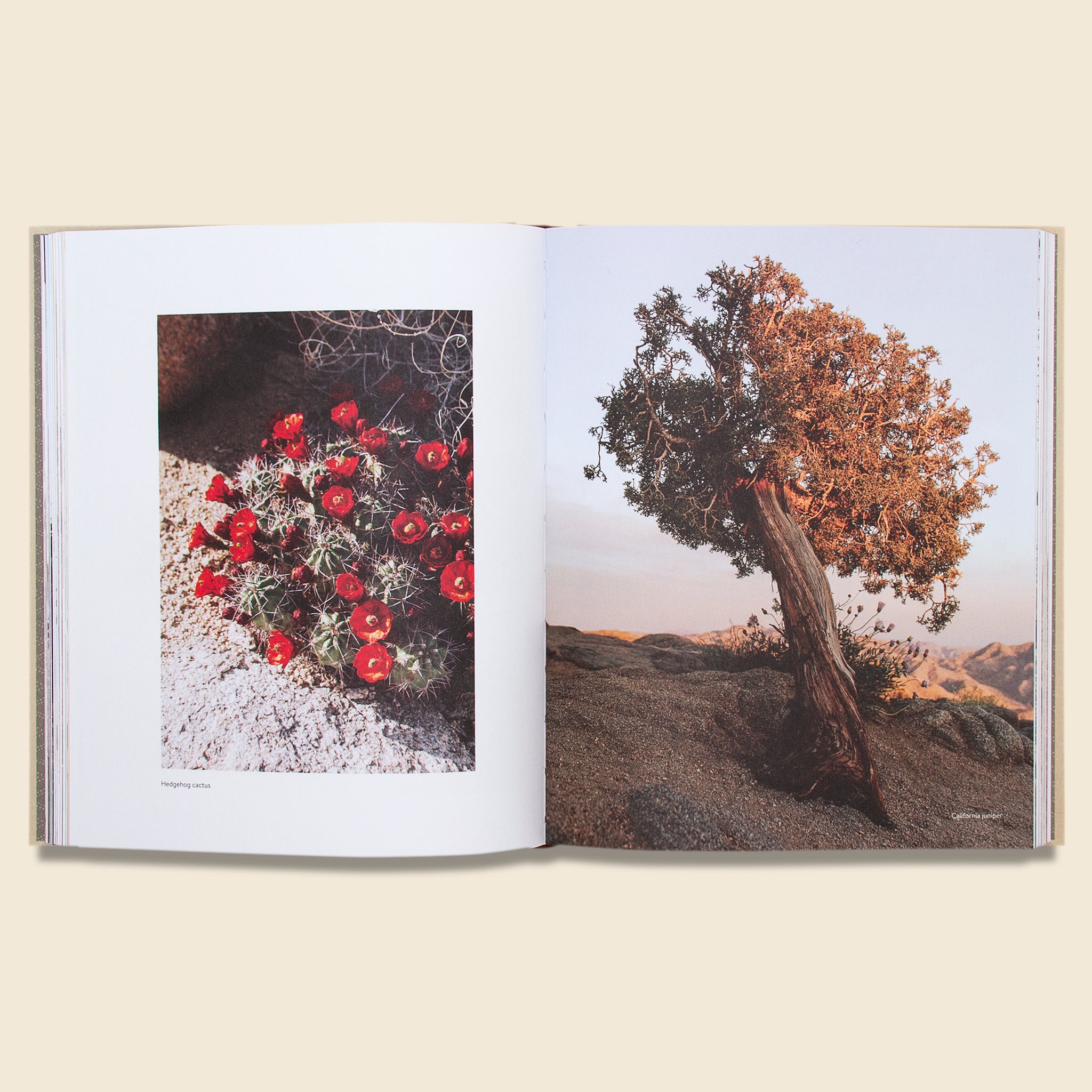 Bookstore, At Home in Joshua Tree: A Field Guide to Desert Living